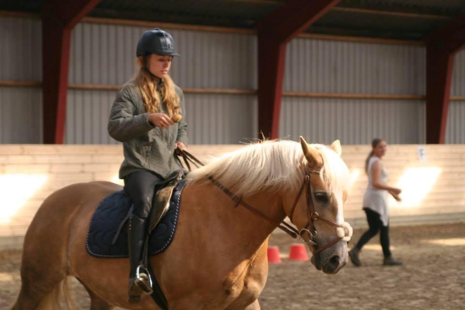 Haflinger sunshine *my soulmate*<3 - pony games, kartoffel ridning<3 billede 10