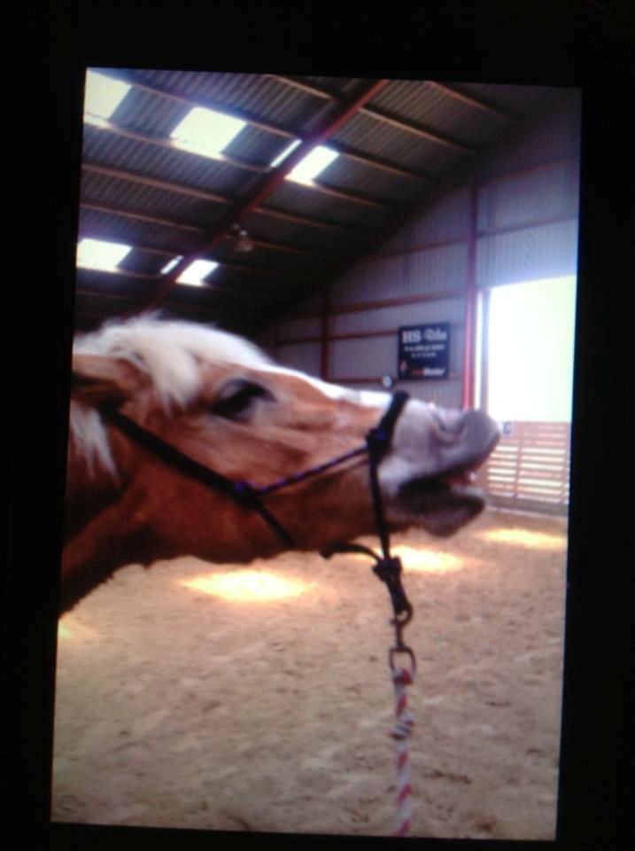 Haflinger sunshine *my soulmate*<3 - smil der fotograf<3 billede 11
