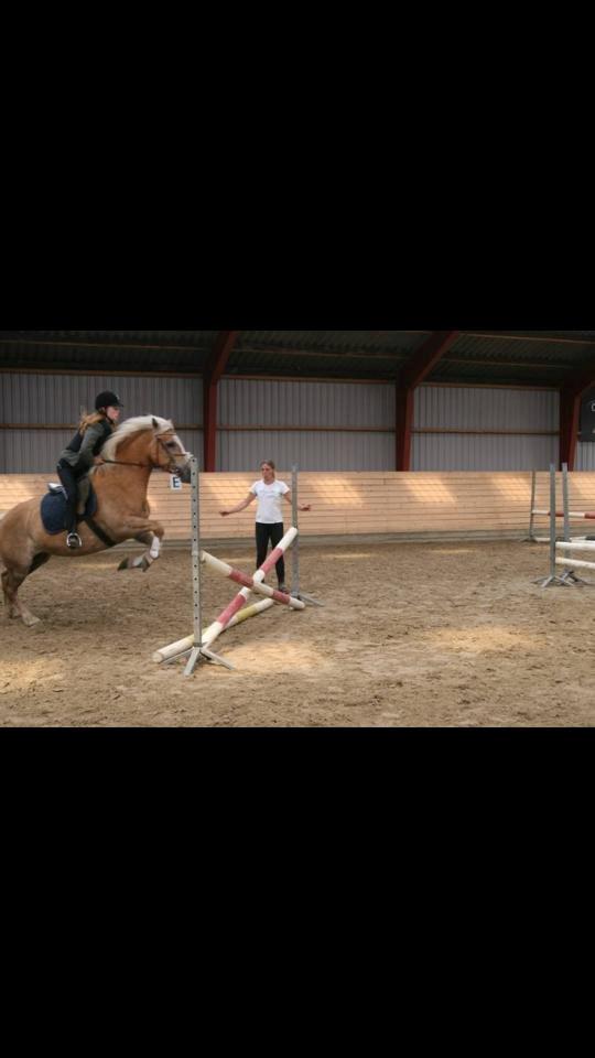 Haflinger sunshine *my soulmate*<3 - hovsa der var et spring:/<3 billede 12