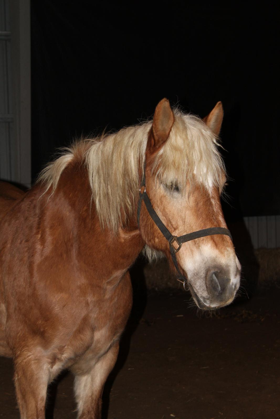 Haflinger Bamse - Lidt frihed i hallen efter dagens træning :) - Foto taget af Bente Pedersen billede 14