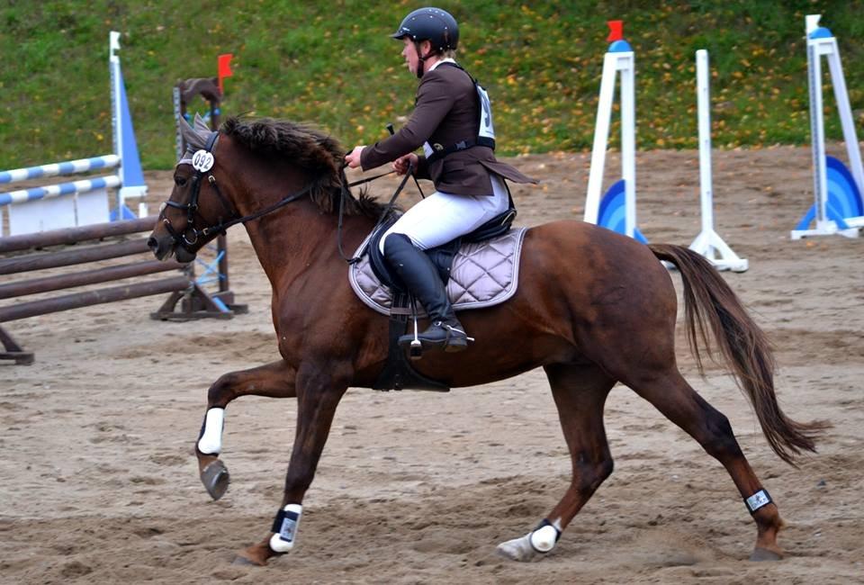 Welsh Partbred (Sec F) Rawa´s Mojito WHF 26 billede 33