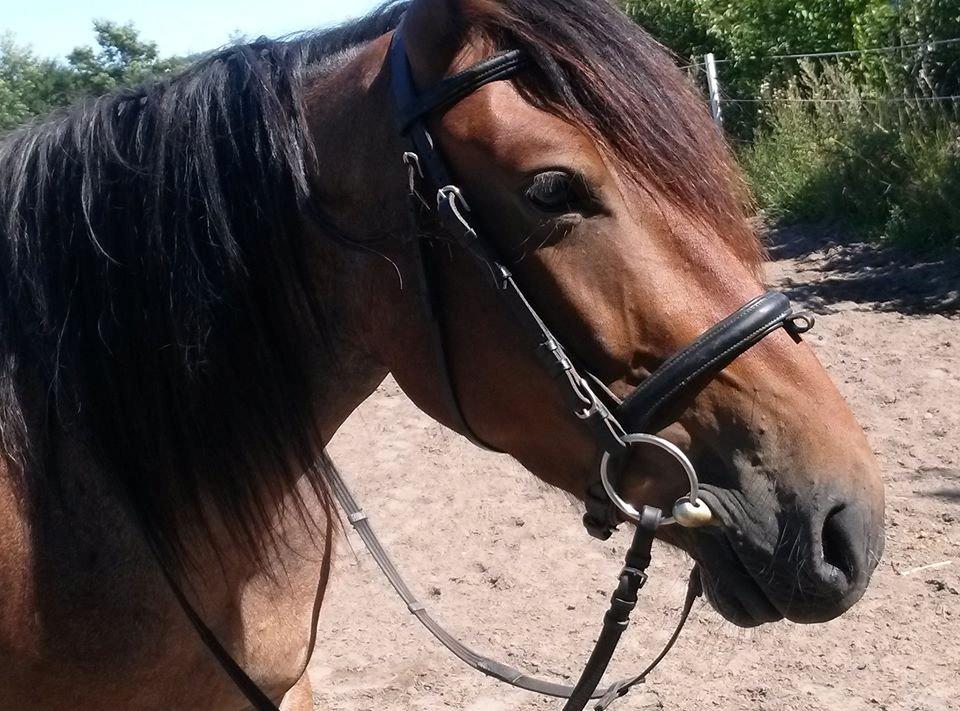 Anden særlig race Siegårds Forglemmigej *Glimmer* 2009-? - Foto af min søster billede 11