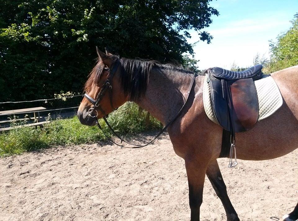 Anden særlig race Siegårds Forglemmigej *Glimmer* 2009-? - Foto af min søster billede 12