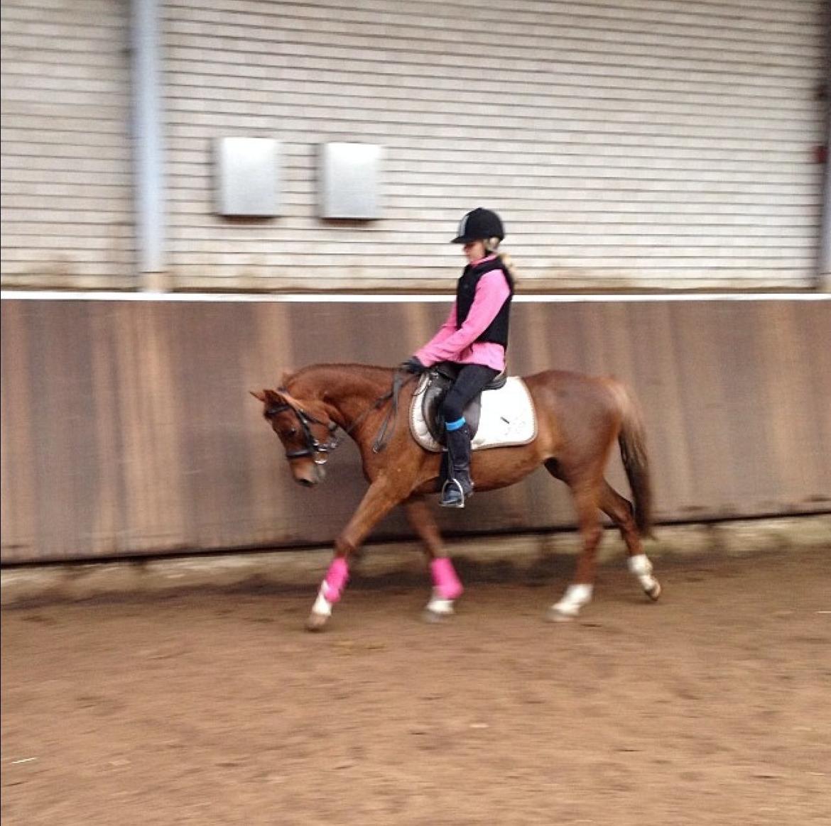 DSP Toftegårdens Belucca billede 9