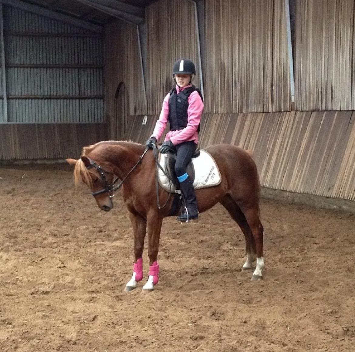 DSP Toftegårdens Belucca billede 10