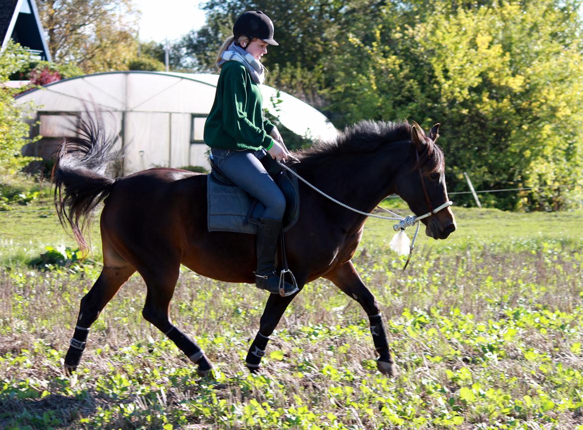 Anden særlig race Dyrkobbelgårds Amalie - Oktober 2013 billede 5