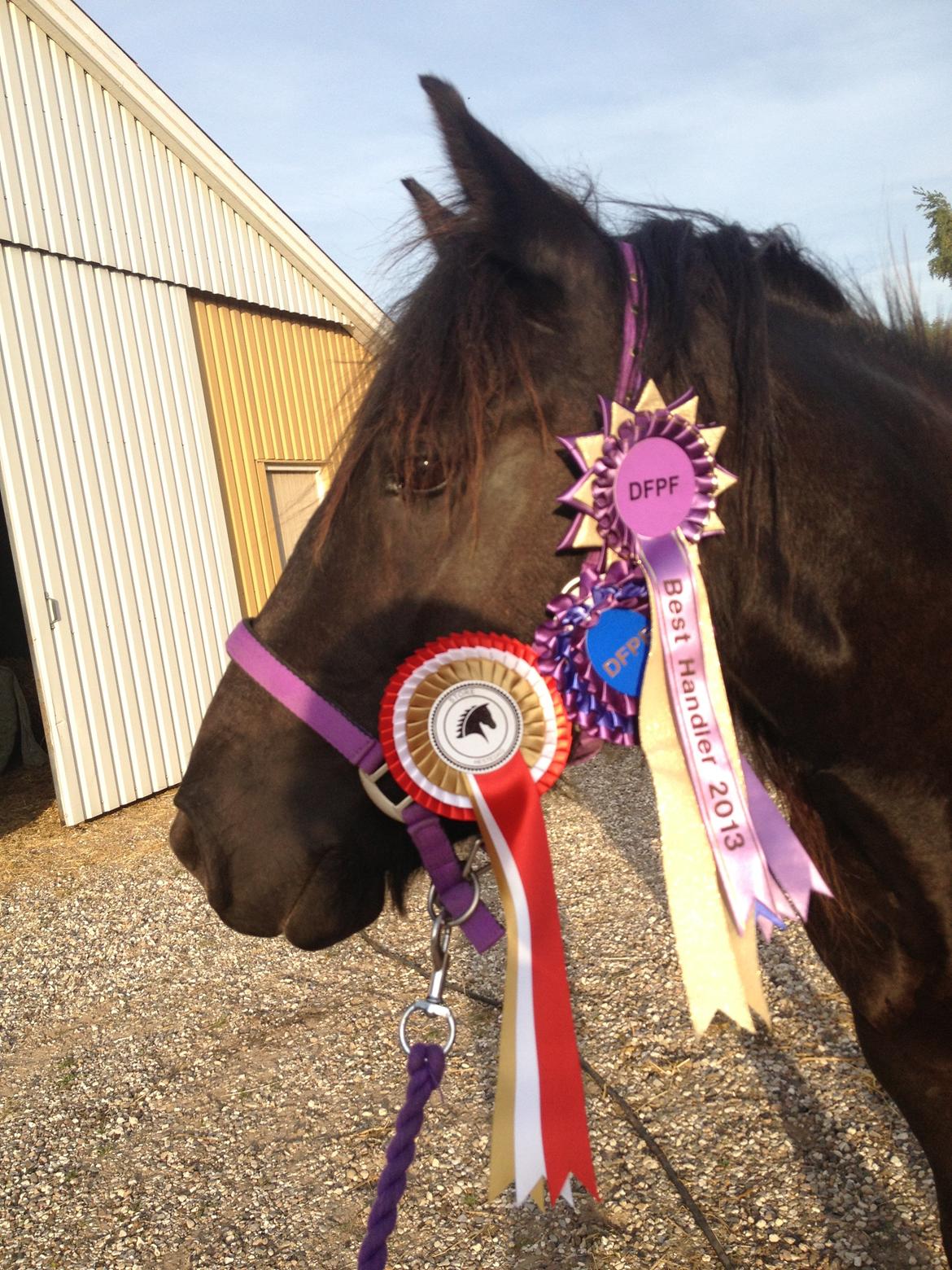 Fell pony Green Meadow Fleur - Efter Sorehestedag:-)
blev nummer 2 og best handler:-) billede 1