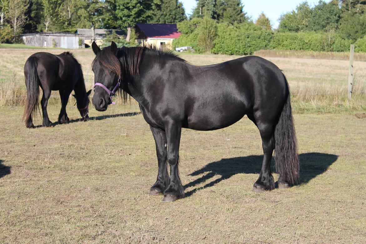 Fell pony Green Meadow Fleur - Søde Fleur på fold:-) billede 4