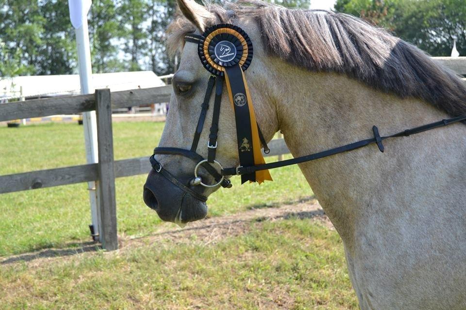 Connemara Moneyveen Smokie billede 5