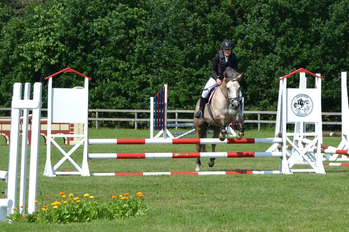 Connemara Moneyveen Smokie billede 6