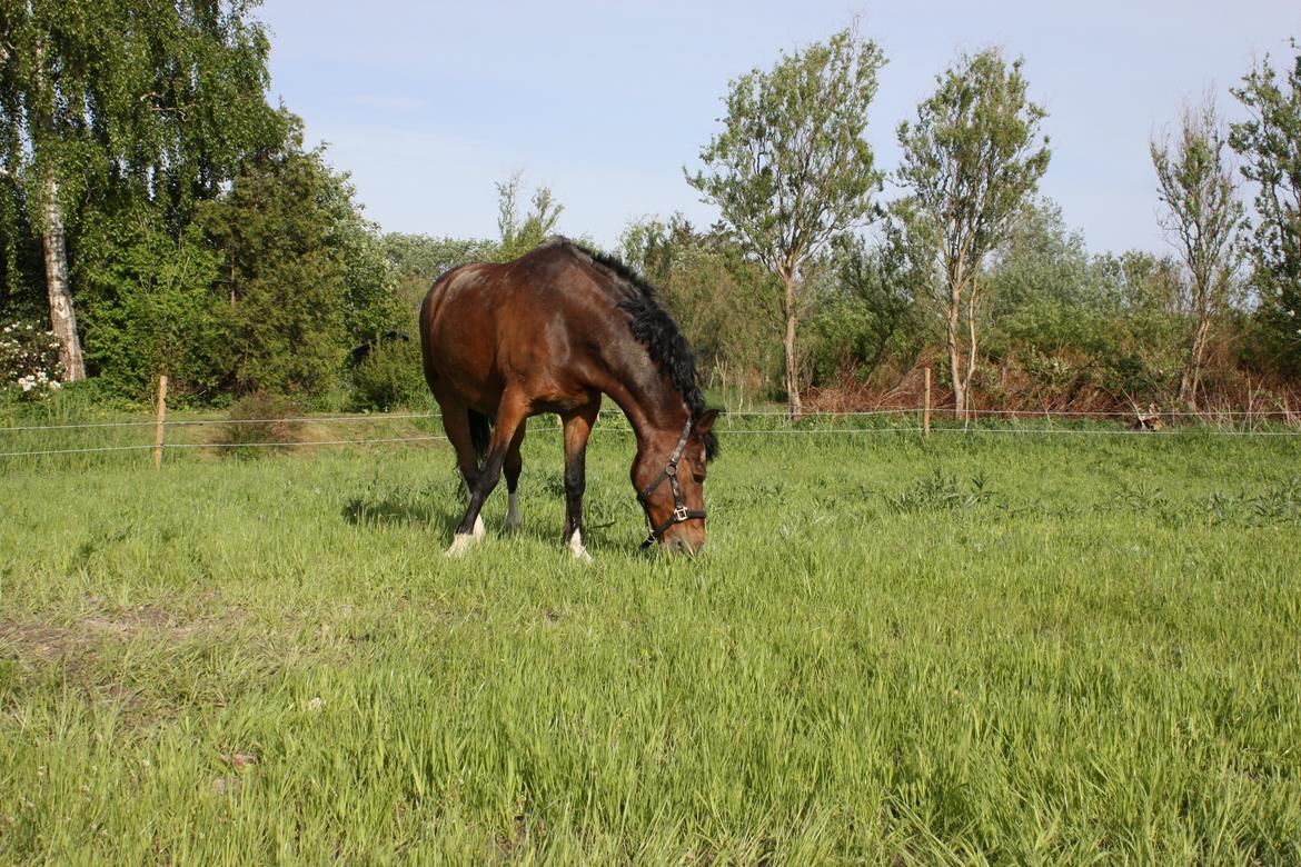 Anden særlig race Picasso [R.i.p] billede 19