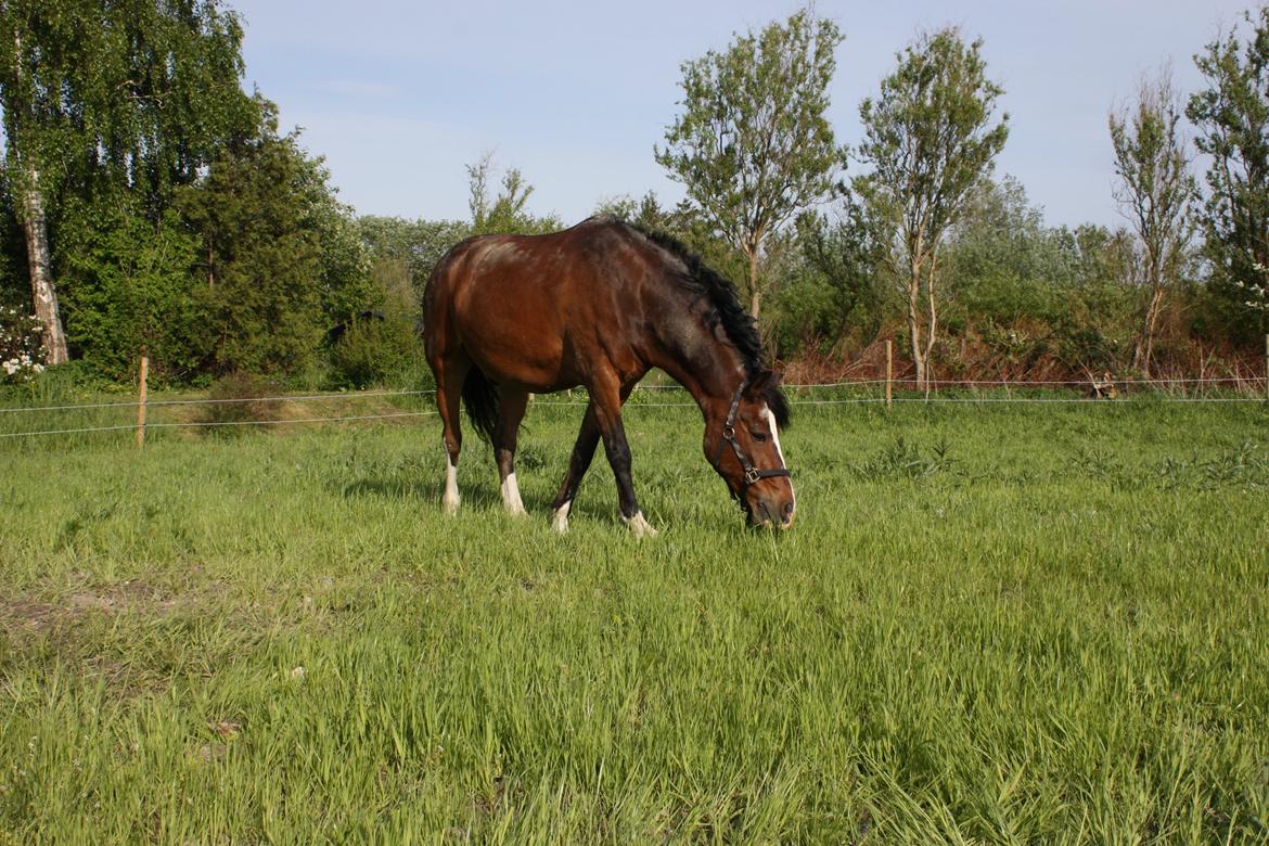 Anden særlig race Picasso [R.i.p] billede 20