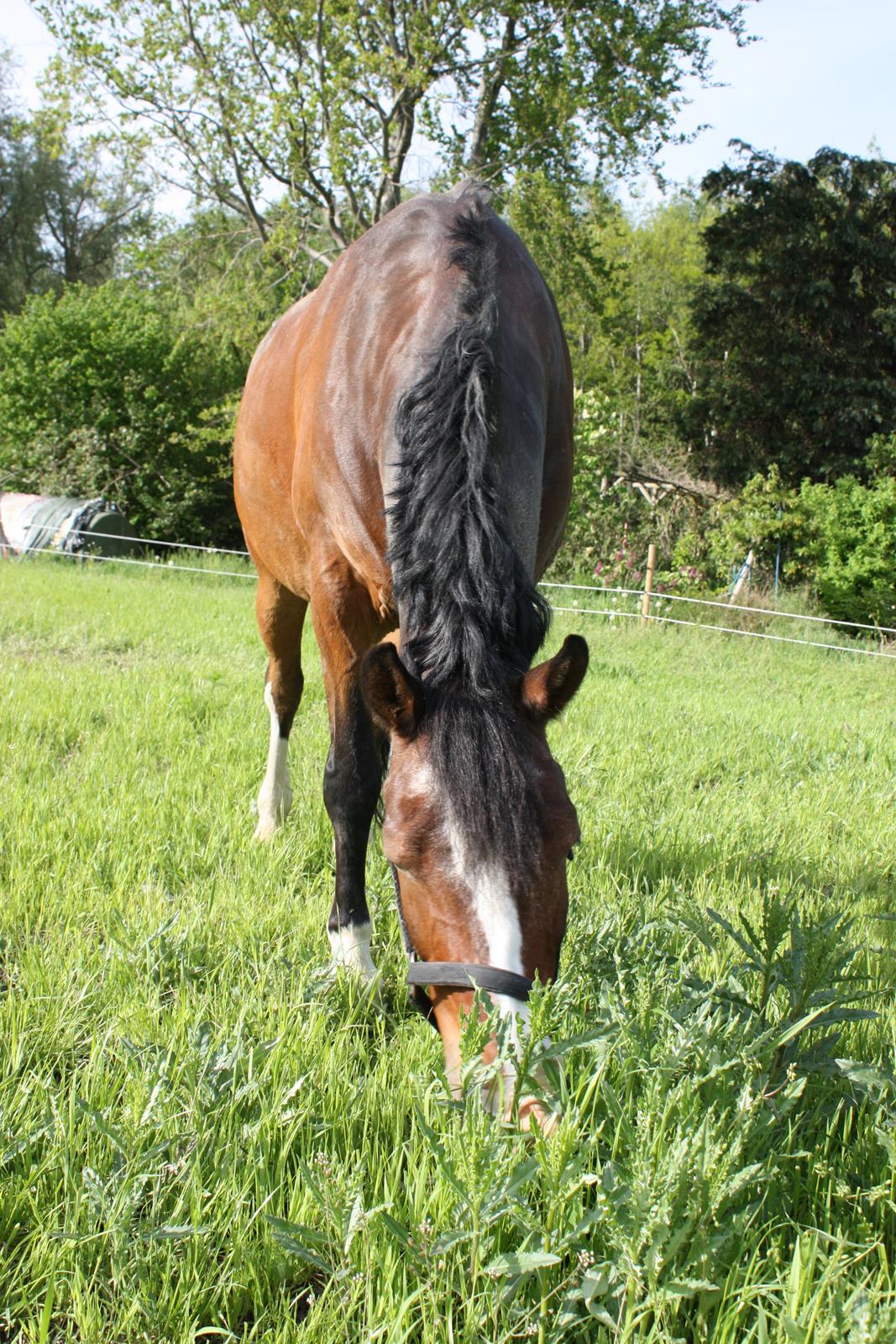 Anden særlig race Picasso [R.i.p] billede 21