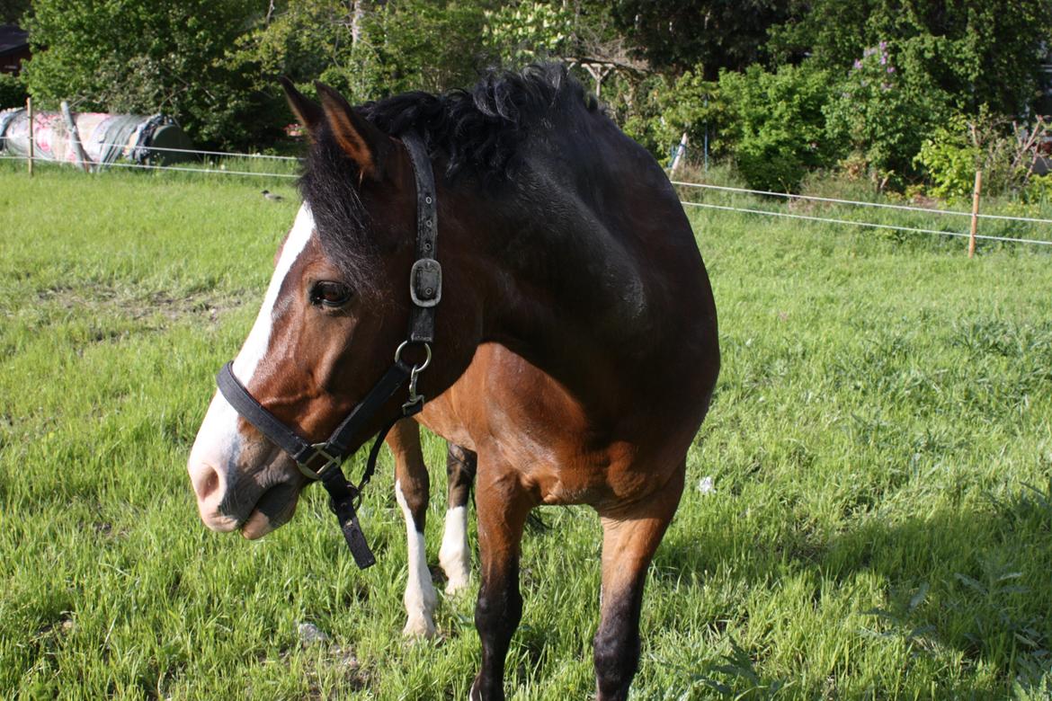 Anden særlig race Picasso [R.i.p] billede 22