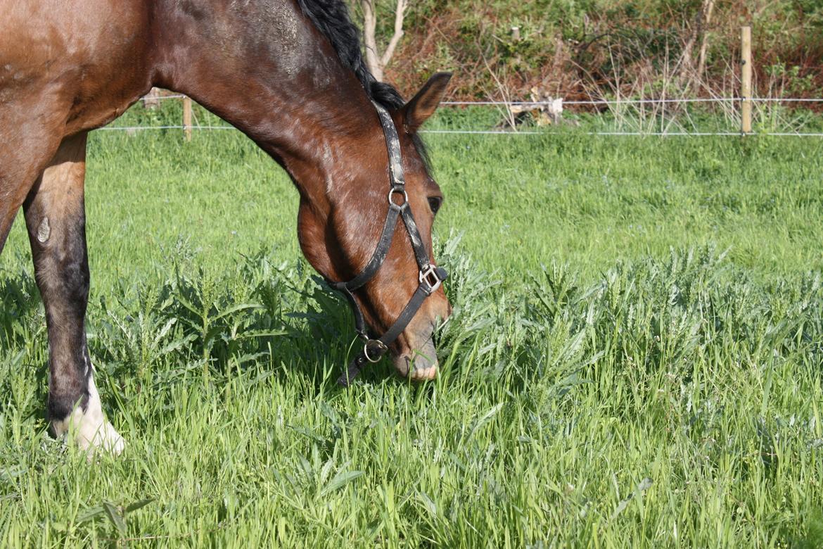 Anden særlig race Picasso [R.i.p] billede 23