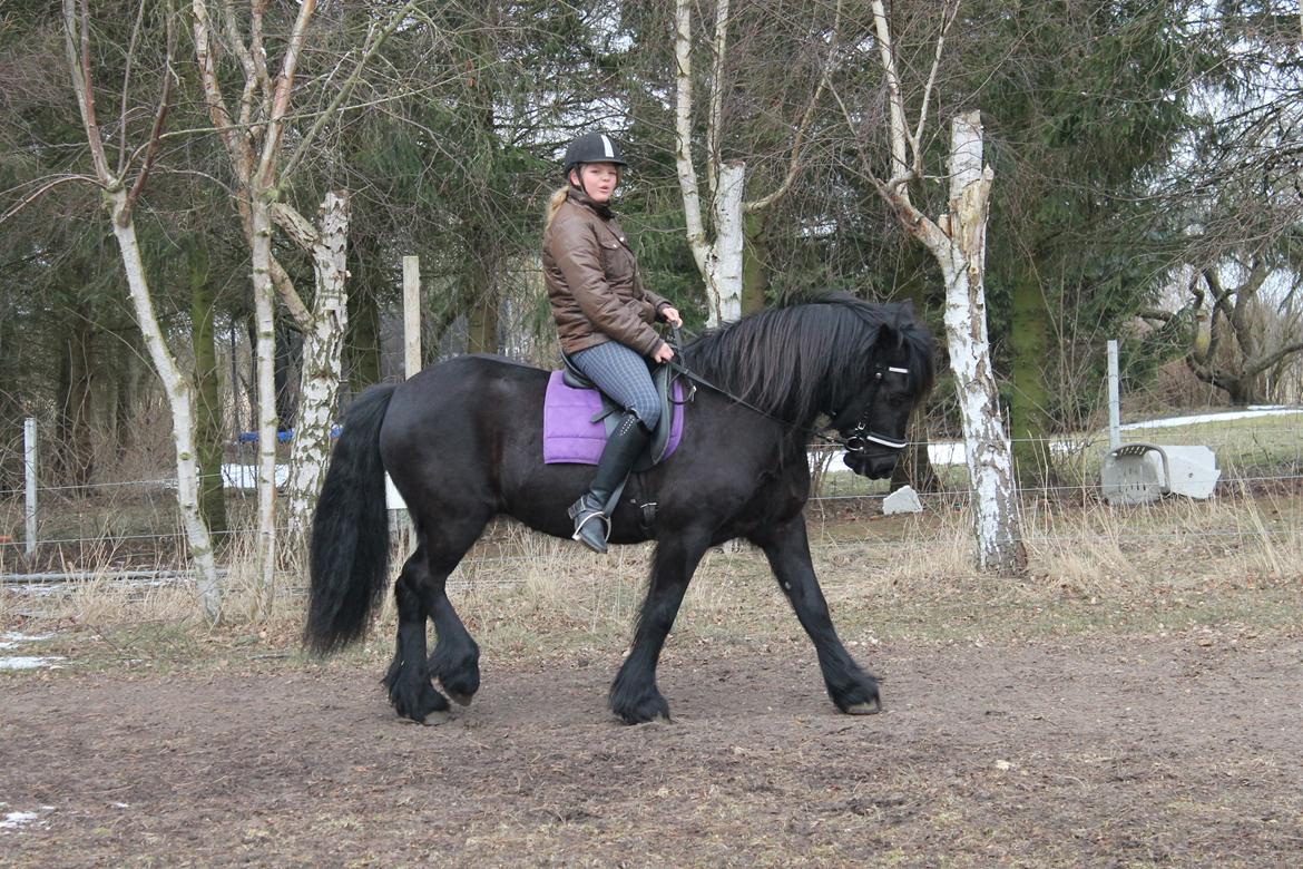 Fell pony Green Meadow Fleur - Samling i skridt:-) billede 7