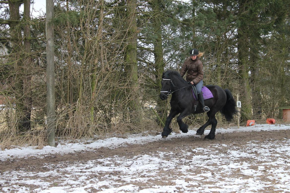 Fell pony Green Meadow Fleur - Øver galop op ad bakke:-)
hun er ved og blive okay til det billede 8