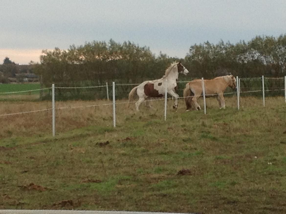 Pinto Aston A Kila billede 15