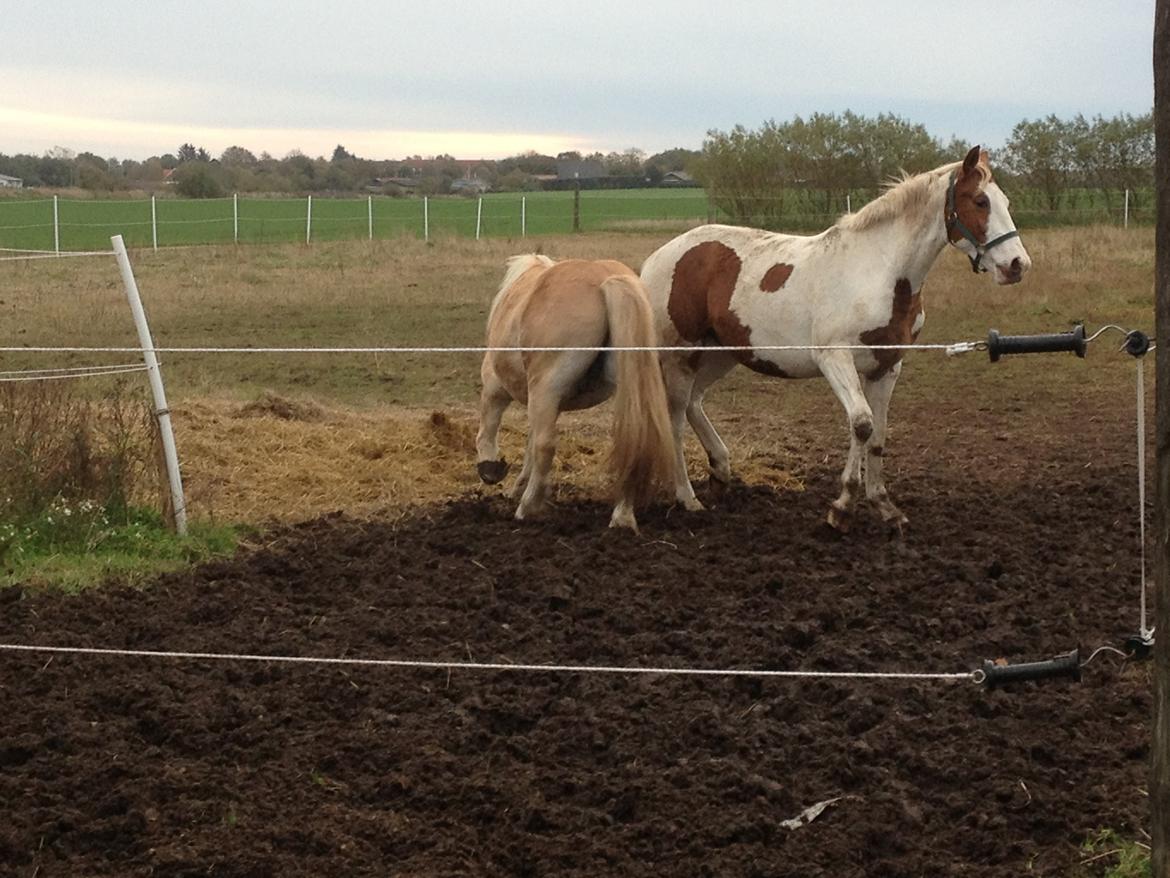 Pinto Aston A Kila billede 16