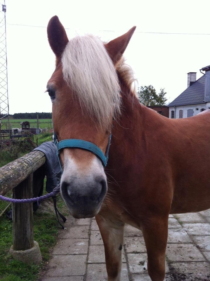 Haflinger Levina billede 1