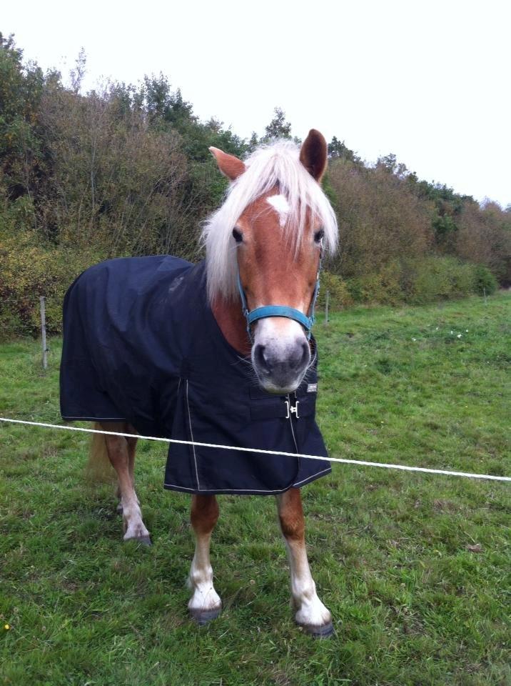 Haflinger Levina billede 2