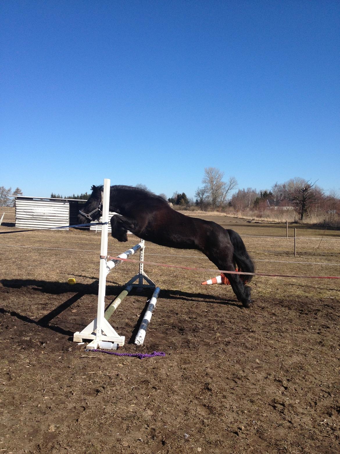 Fell pony Green Meadow Fleur - Her er hun over 115:-) billede 14