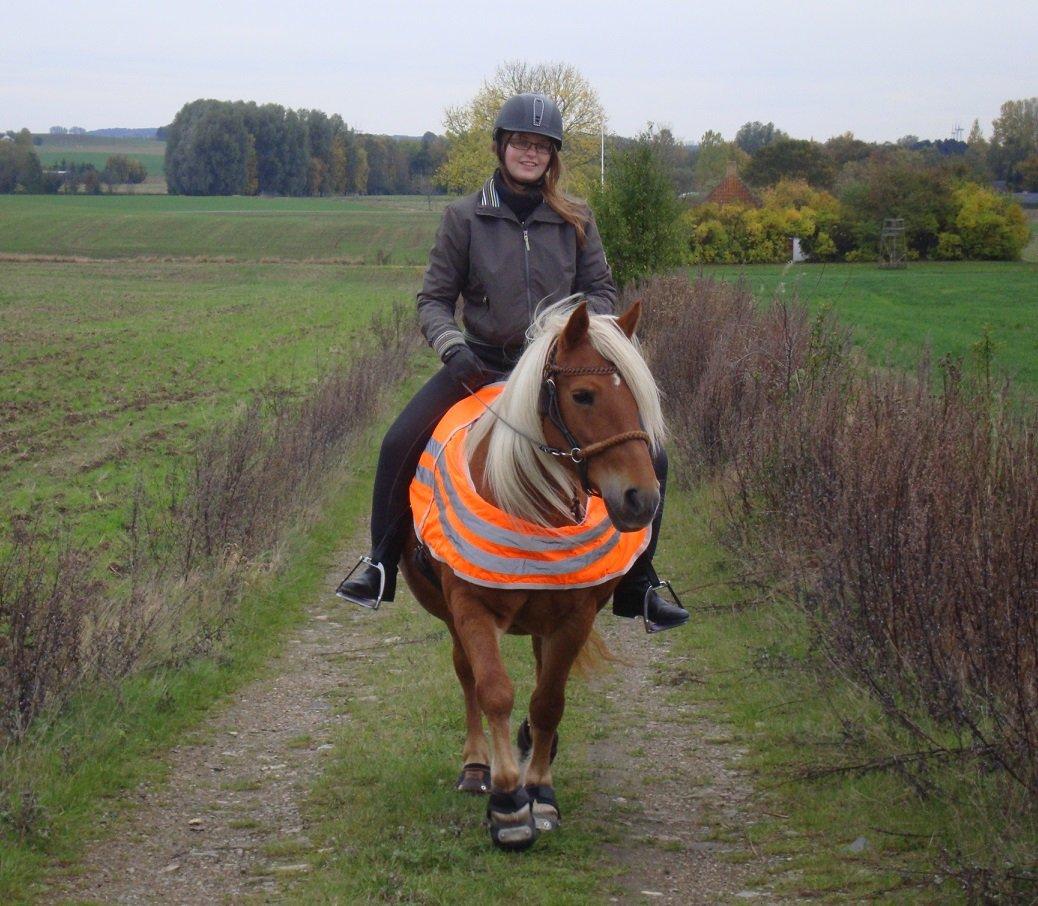 Haflinger Jhosie A Rosendal *{Himmelhest}* - 19/10-13 En af vores fantastiske rideture <3 billede 5