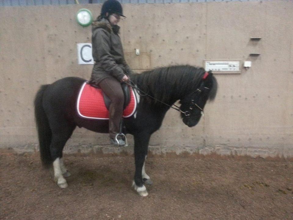 Islænder Kjartan fra Bilsebjerg billede 1