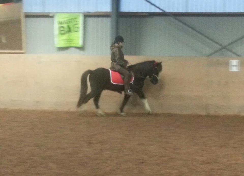 Islænder Kjartan fra Bilsebjerg billede 2