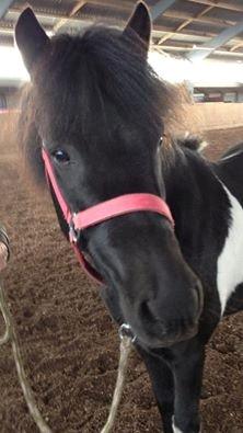 Islænder Kjartan fra Bilsebjerg billede 3