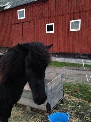 Islænder Kjartan fra Bilsebjerg billede 5