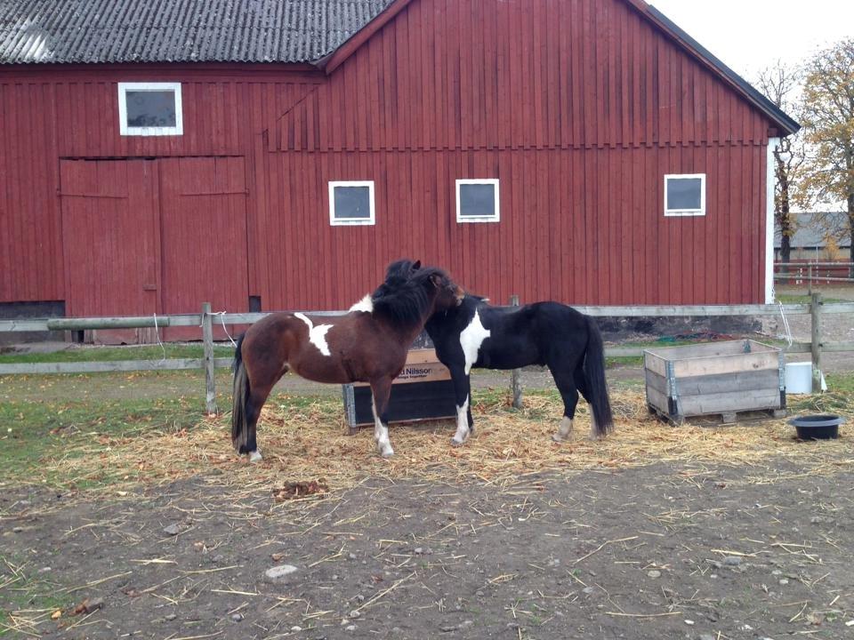 Islænder Kjartan fra Bilsebjerg billede 6