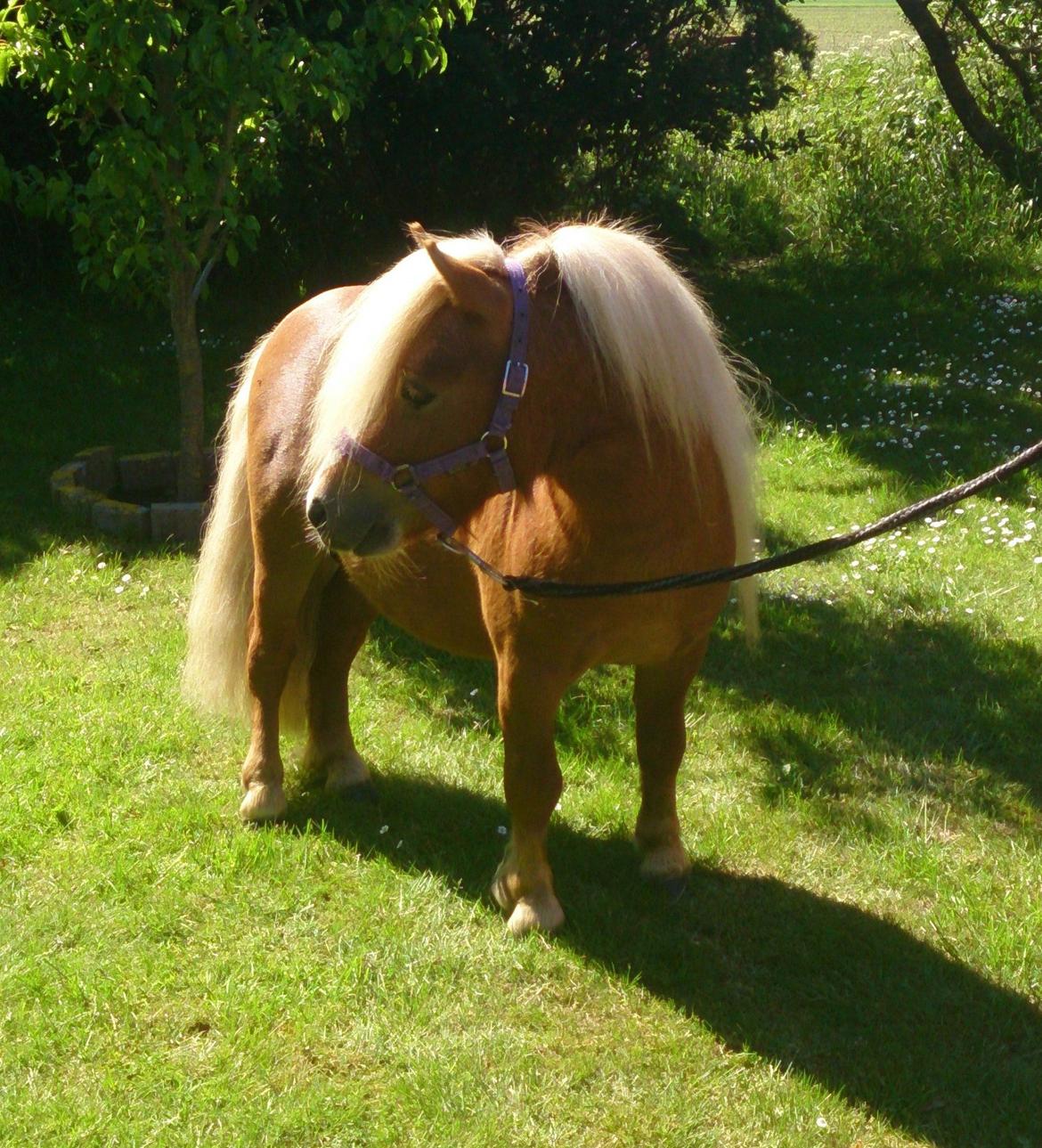 Shetlænder Vestbjergs Thomas (Bårdjer) billede 1