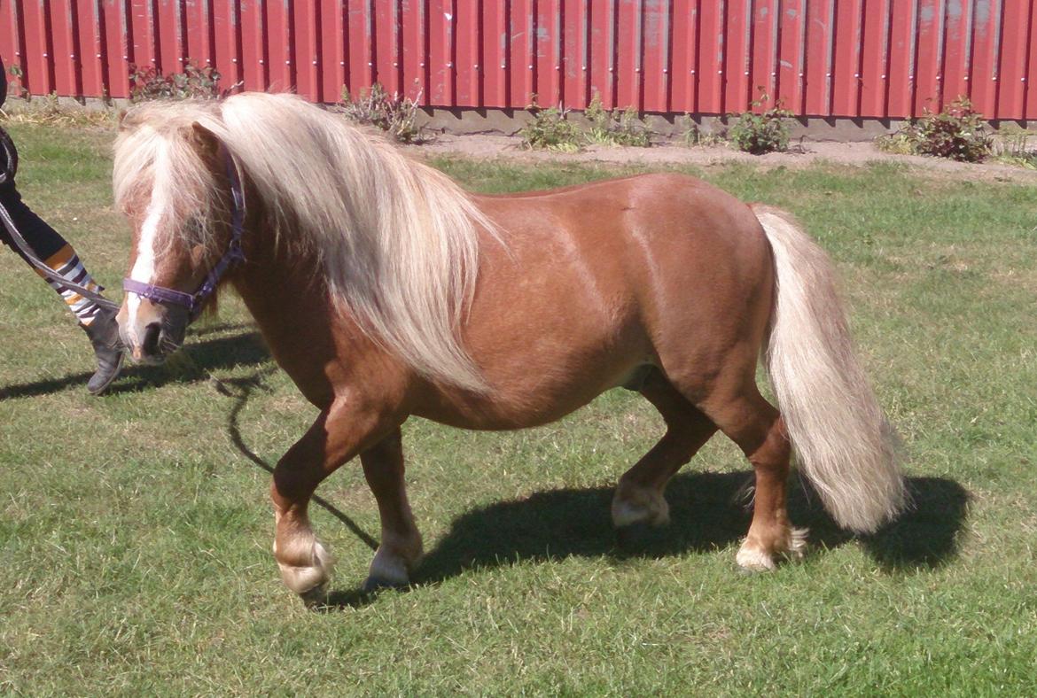 Shetlænder Vestbjergs Thomas (Bårdjer) billede 2