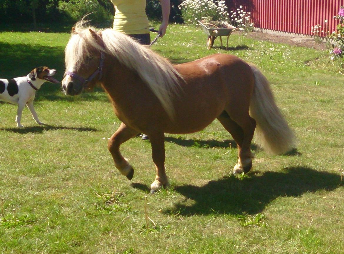 Shetlænder Vestbjergs Thomas (Bårdjer) billede 3