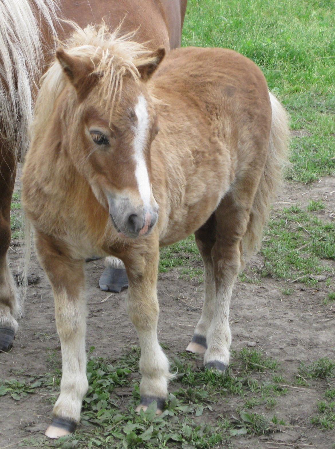 Shetlænder Vestbjergs Thomas (Bårdjer) - Bårdjer som føl billede 4