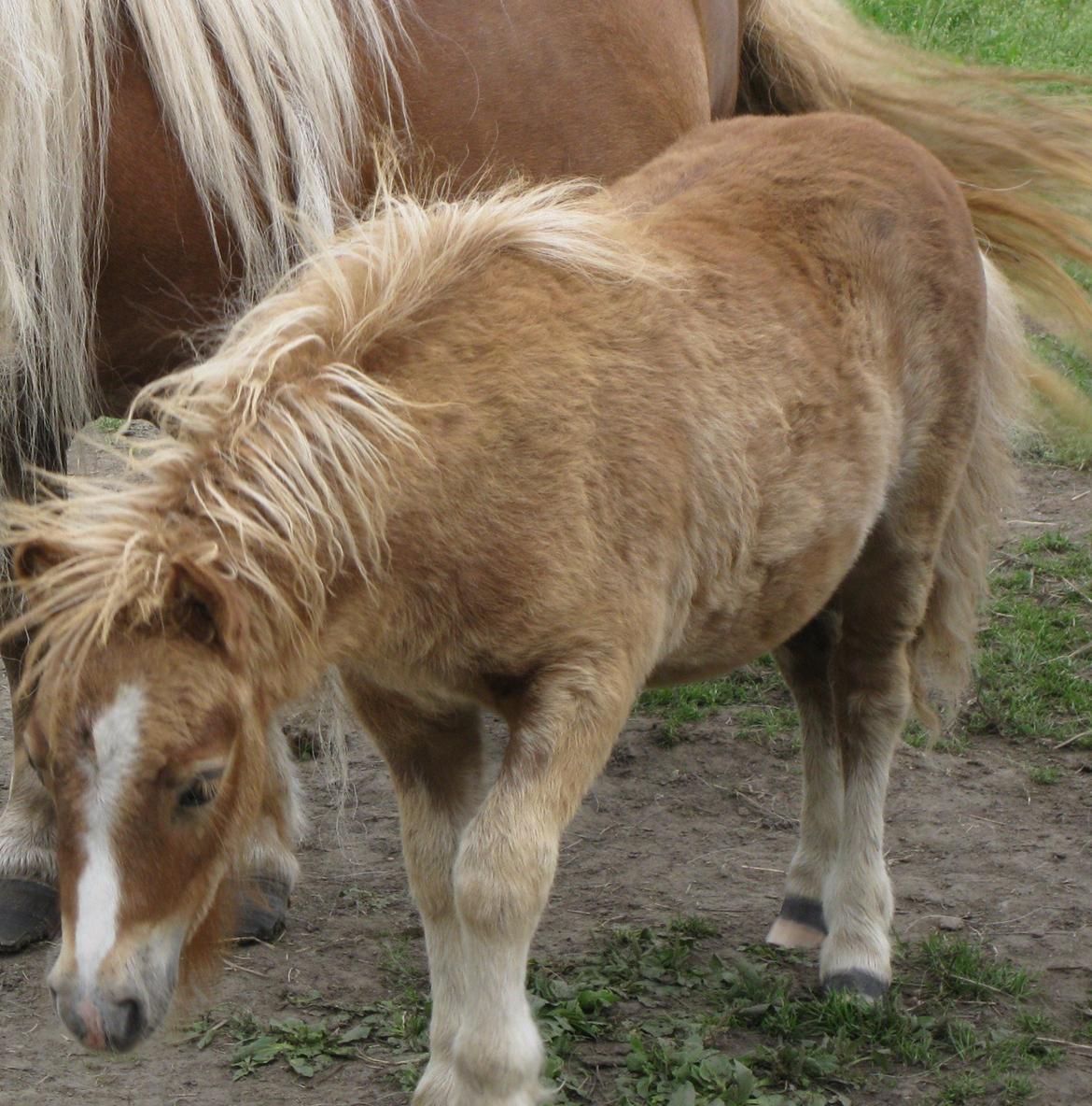 Shetlænder Vestbjergs Thomas (Bårdjer) - Bårdjer som føl billede 5