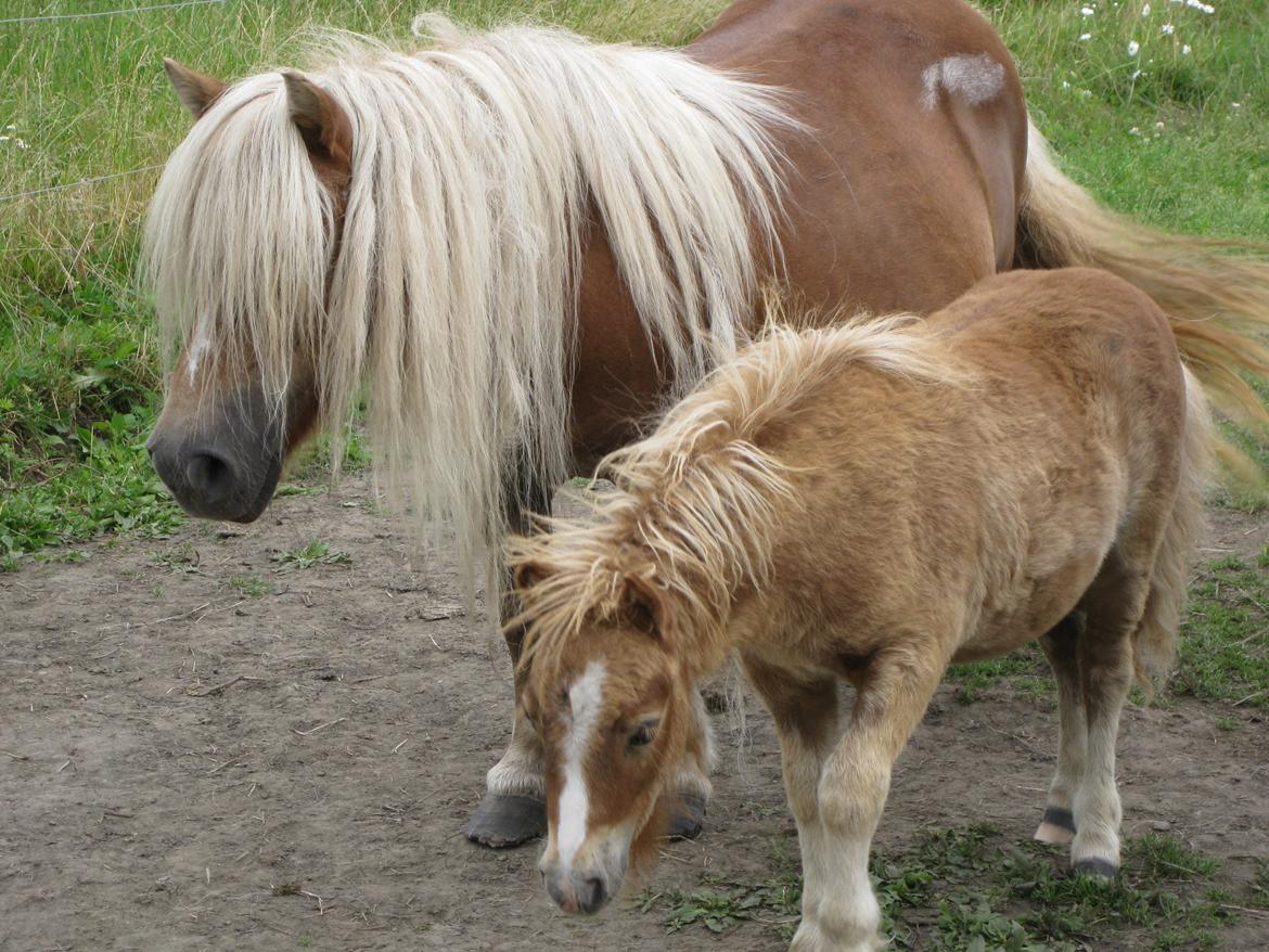 Shetlænder Vestbjergs Thomas (Bårdjer) - Bårdjer som føl billede 6