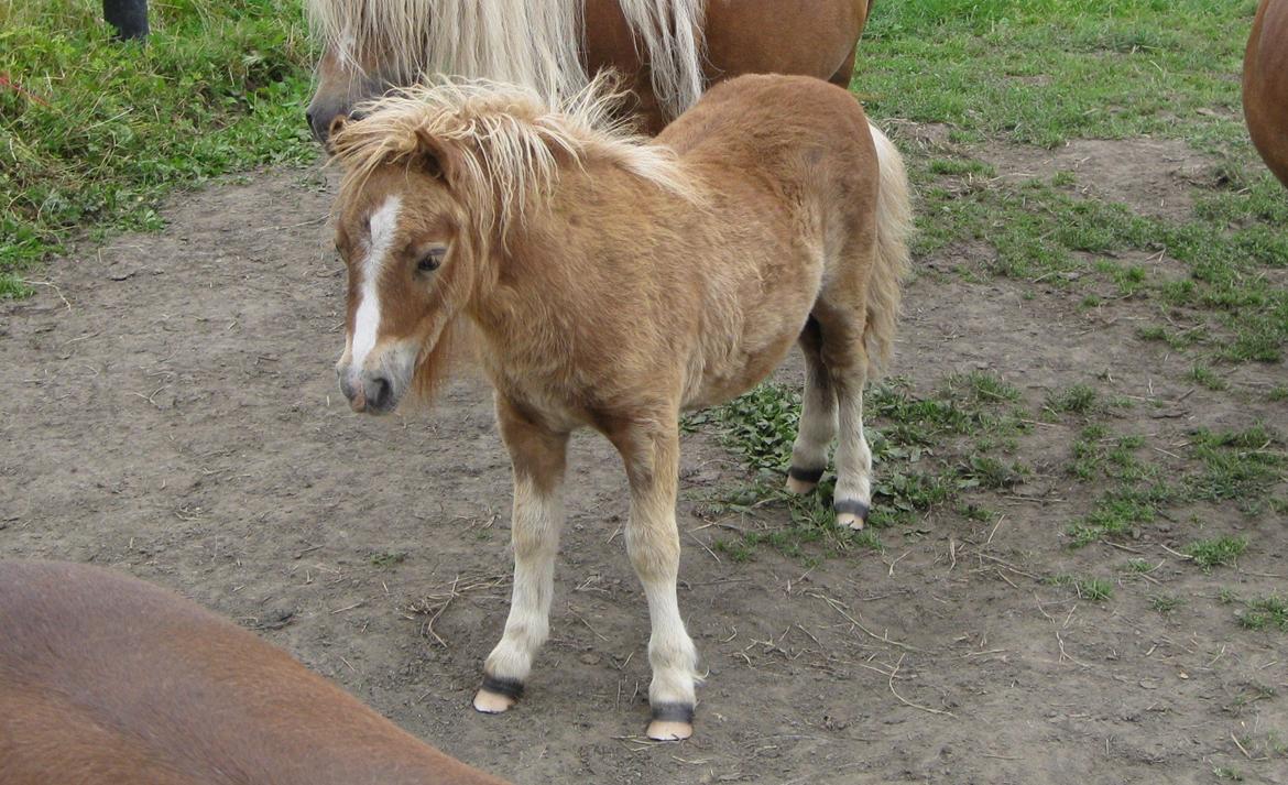 Shetlænder Vestbjergs Thomas (Bårdjer) billede 7