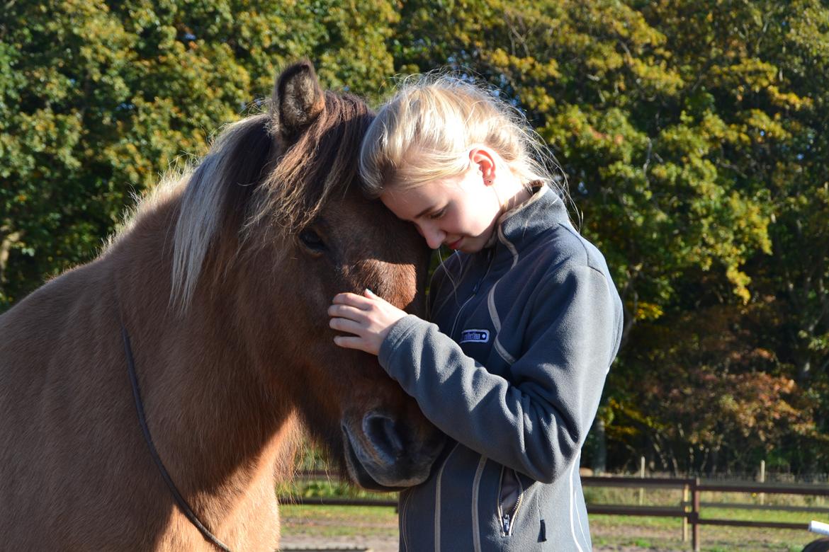 Islænder Dagur fra Katknøs "Mit et og alt" - My love<3 billede 6