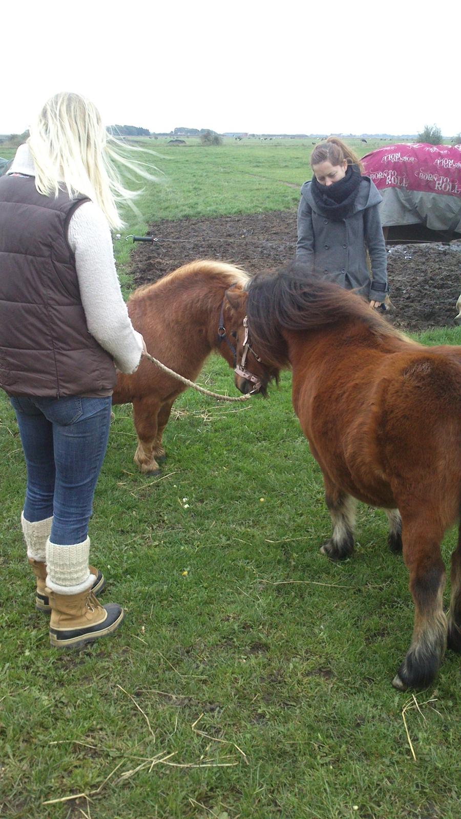 Shetlænder Vestbjergs Thomas (Bårdjer) - Første møde  billede 8