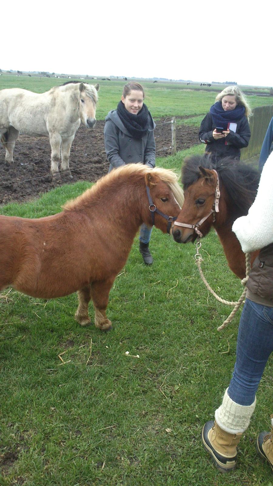 Shetlænder Vestbjergs Thomas (Bårdjer) billede 9