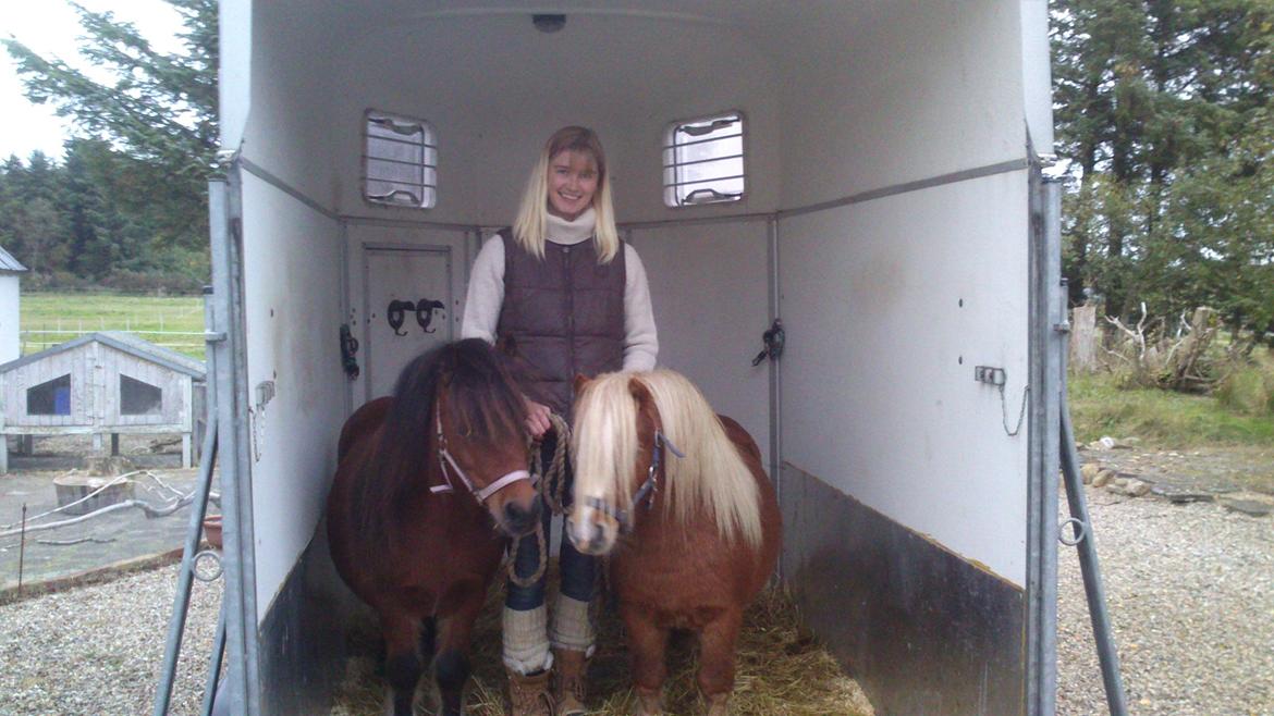 Shetlænder Vestbjergs Thomas (Bårdjer) - Hjemme og klar til, at se sit nye hjem sammen med Spirit billede 10