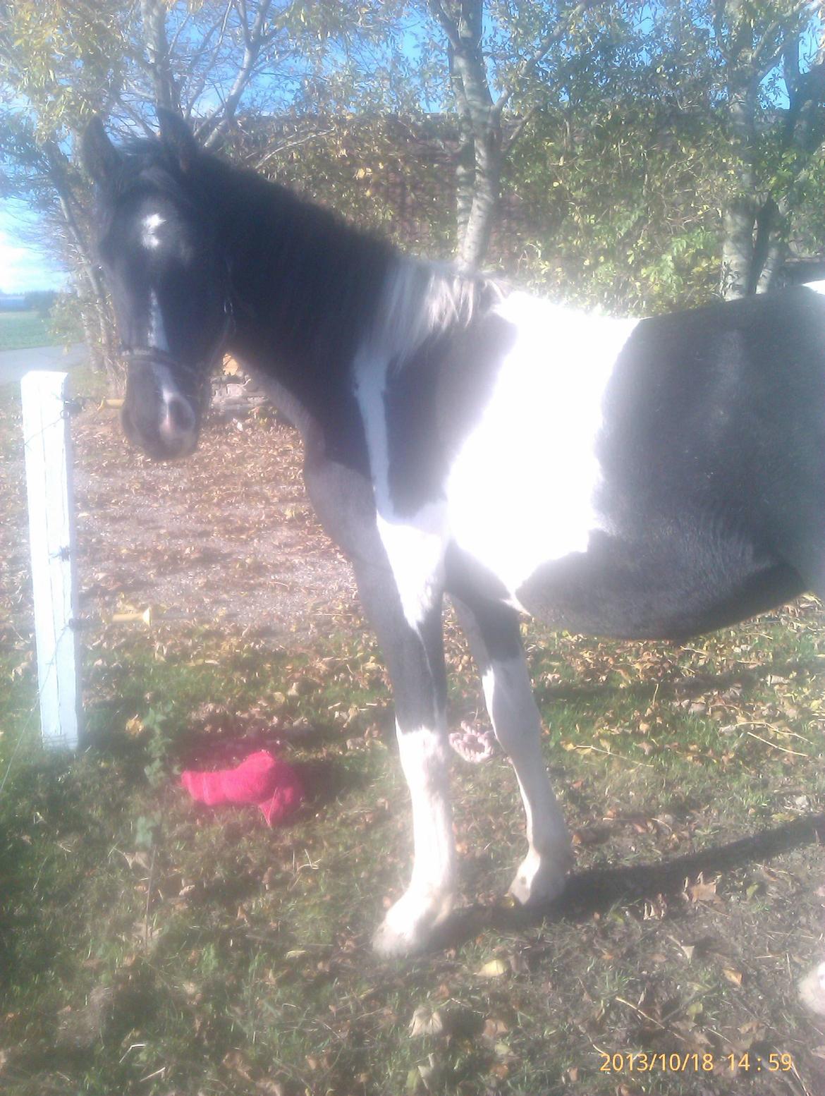 Barockpinto Teejay Liselund billede 20
