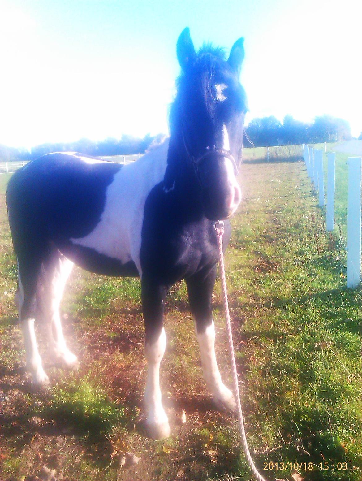 Barockpinto Teejay Liselund billede 21