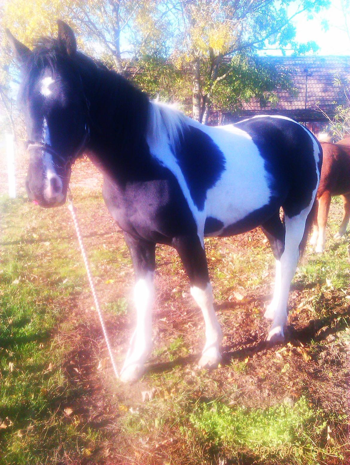 Barockpinto Teejay Liselund billede 22