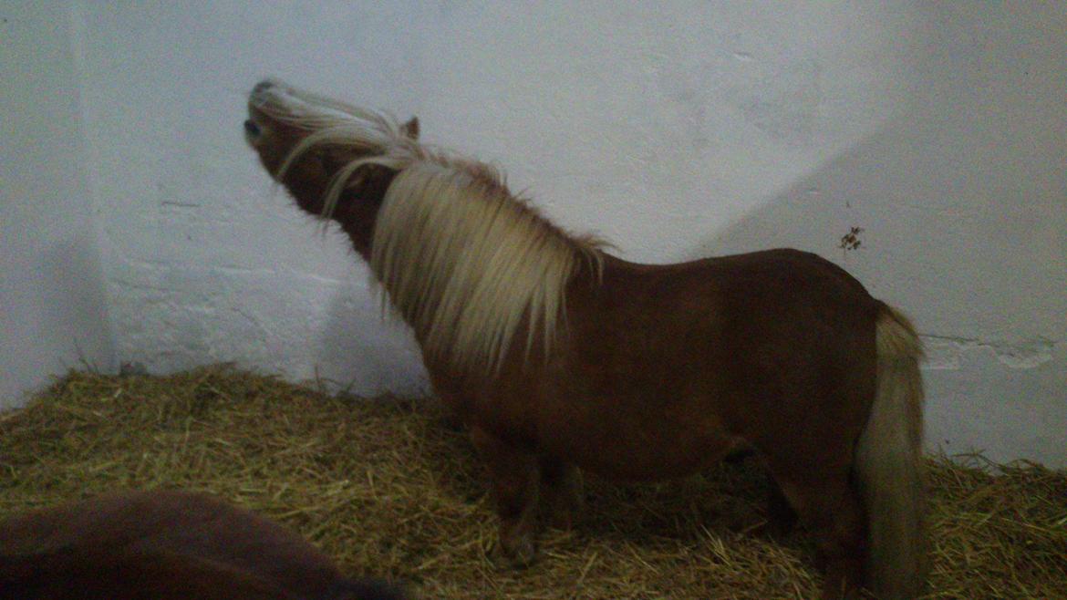 Shetlænder Vestbjergs Thomas (Bårdjer) - Det dufter godt billede 11