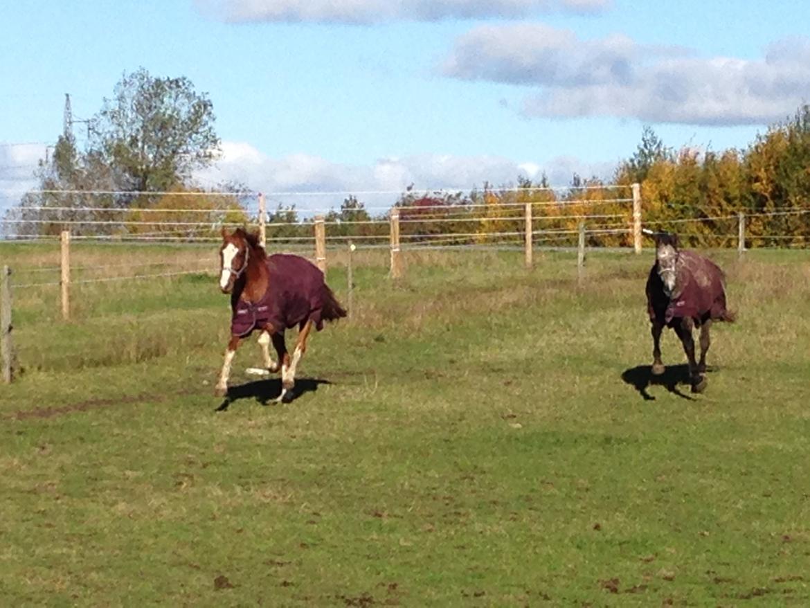Dansk Varmblod Skavhøjs Chad F billede 17