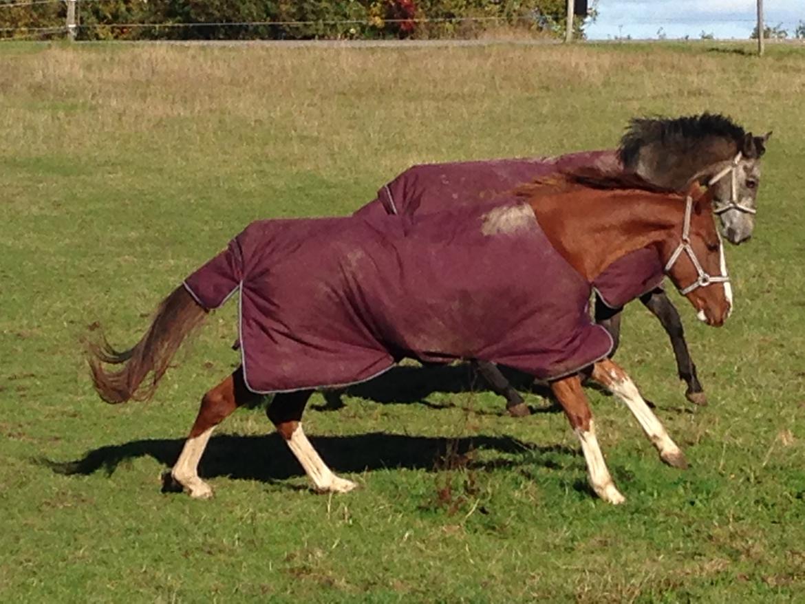 Dansk Varmblod Skavhøjs Chad F billede 20
