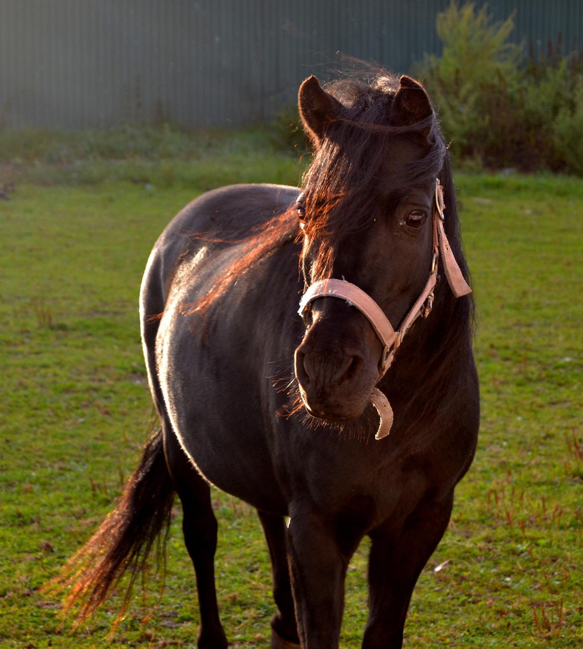 DSP Beauty - Foto: Mig billede 30